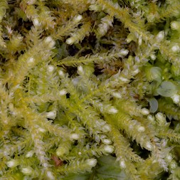 Brachythecium rutabulum (rough foxtail moss)